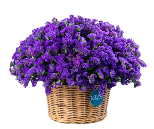 Զամբյուղ ‹Dry Purple› լիմոնիումներով