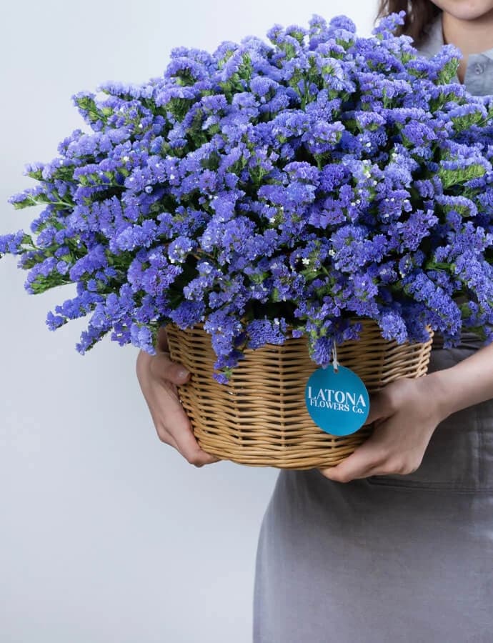 Զամբյուղ  ‹DRY BLUE› լիմոնիումներով