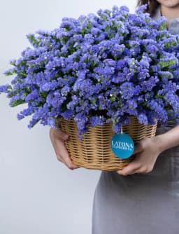 Զամբյուղ  ‹DRY BLUE› լիմոնիումներով