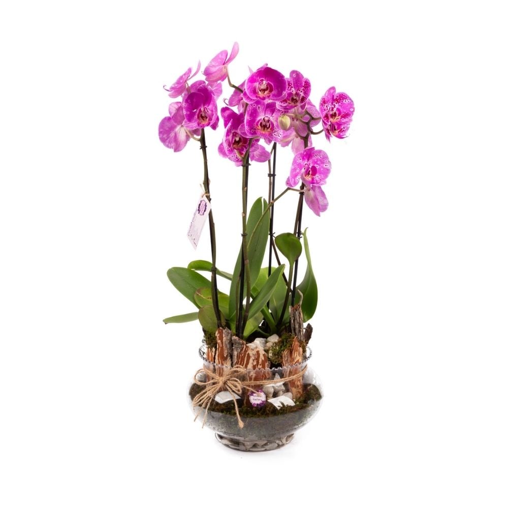 Orchid plant  35