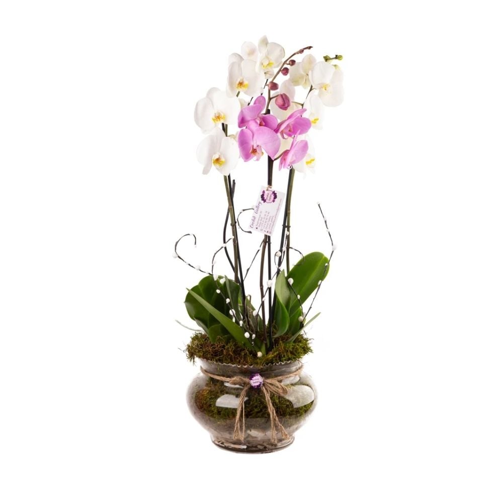 Կոմպոզիցիա օրխիդով 023