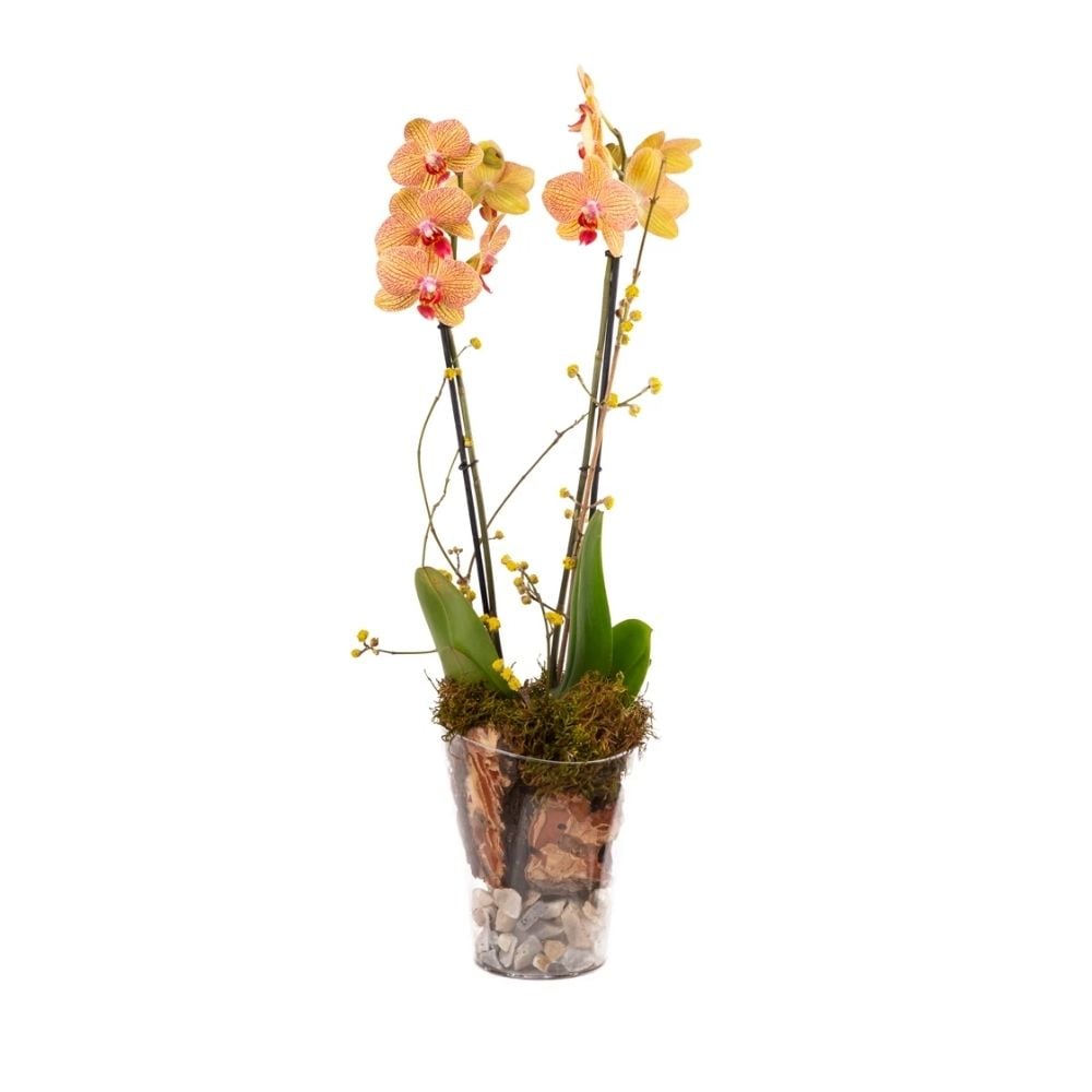 Կոմպոզիցիա օրխիդով 022