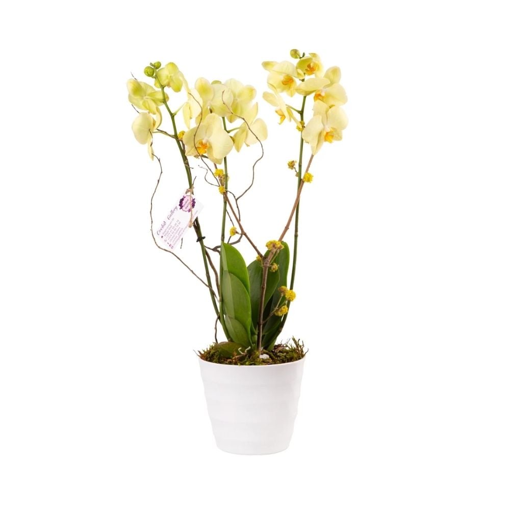 Կոմպոզիցիա դեղին օրխիդով 018