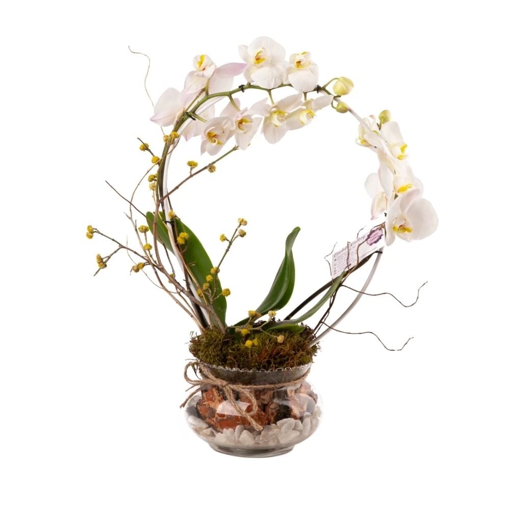 Կոմպոզիցիա սպիտակ օրխիդով  017