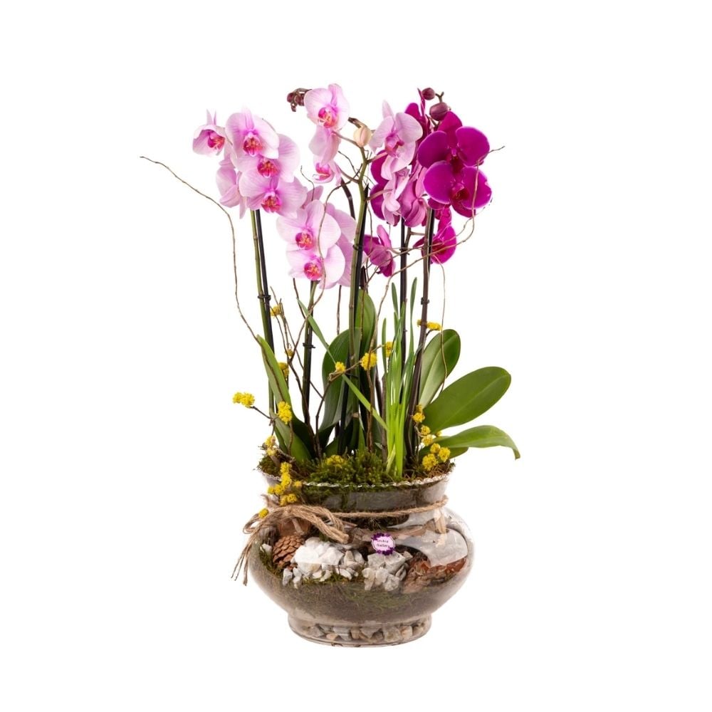 Կոմպոզիցիա վարդագույն օրխիդներով 014