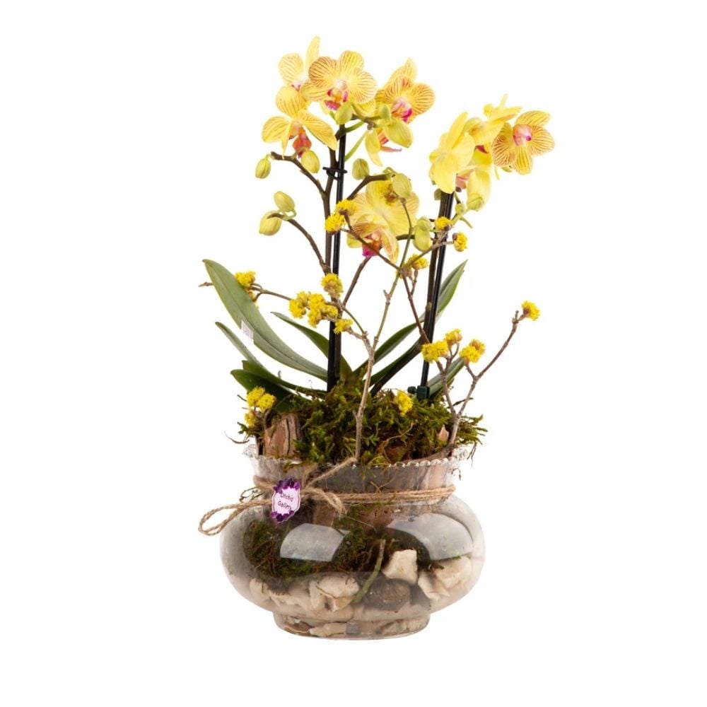 Կոմպոզիցիա դեղին օրխիդներով 014