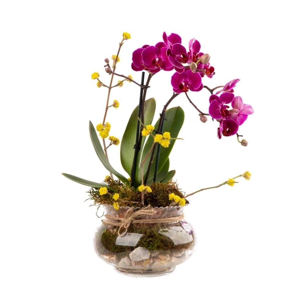 Կոմպոզիցիա մանուշակագույն օրխիդով 007