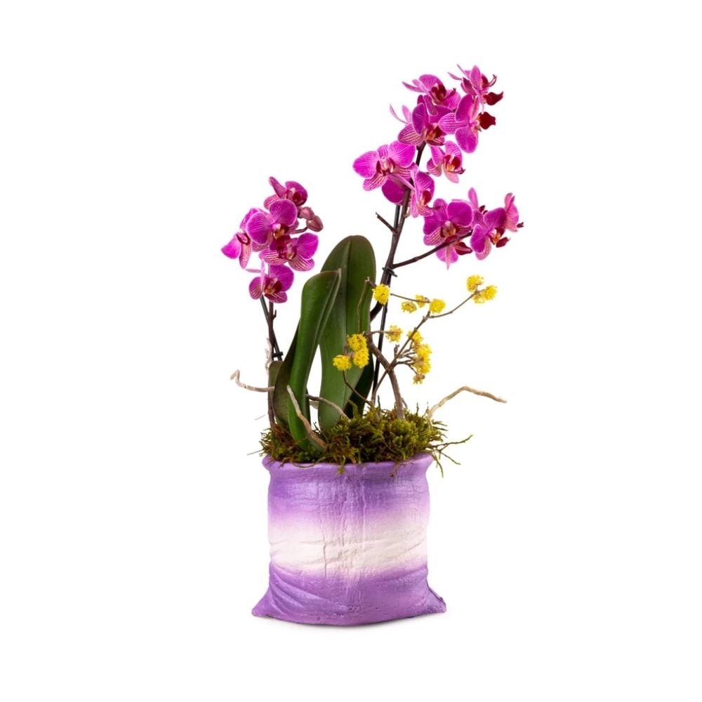 Կոմպոզիցիա մանուշակագույն օրխիդով 041