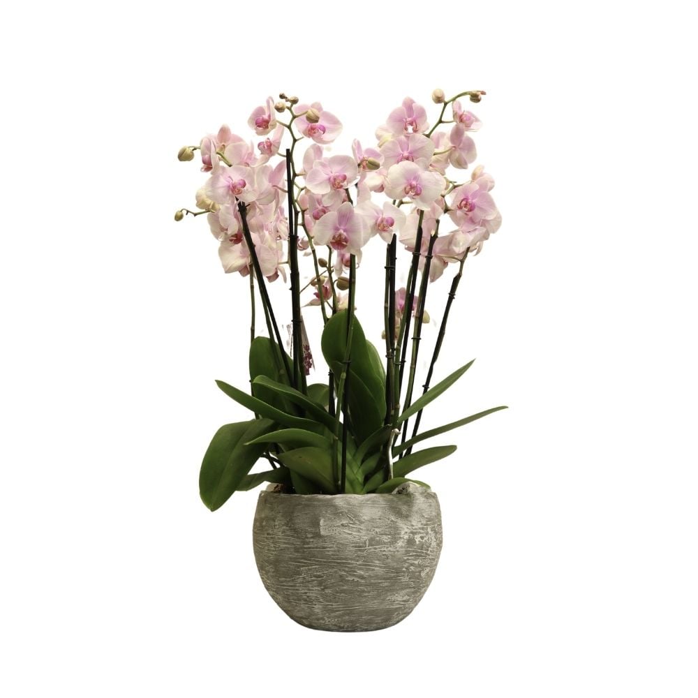 Կոմպոզիցիա բաց վարդագույն օրխիդներով 243