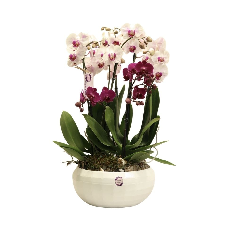 Կոմպոզիցիա օրխիդներով 242