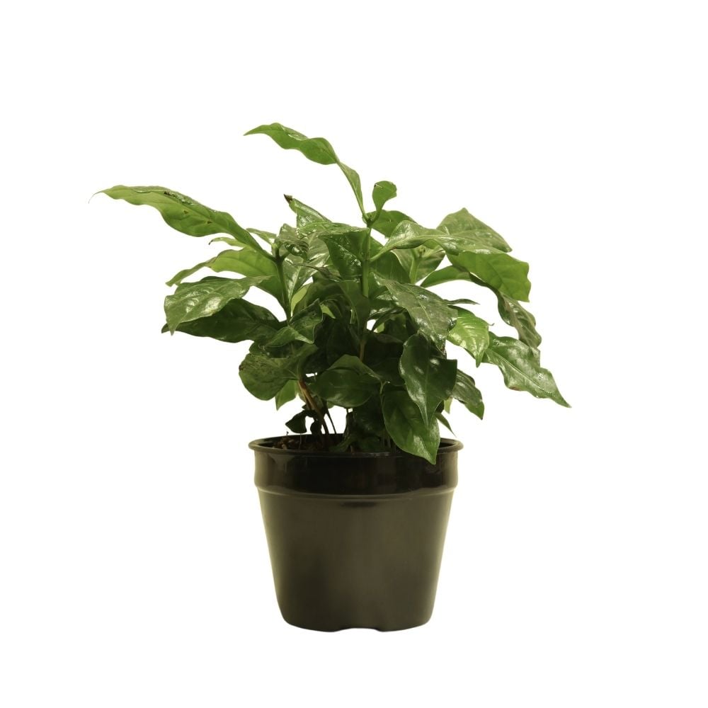 Բույս Սուրճ Արաբիկա 239