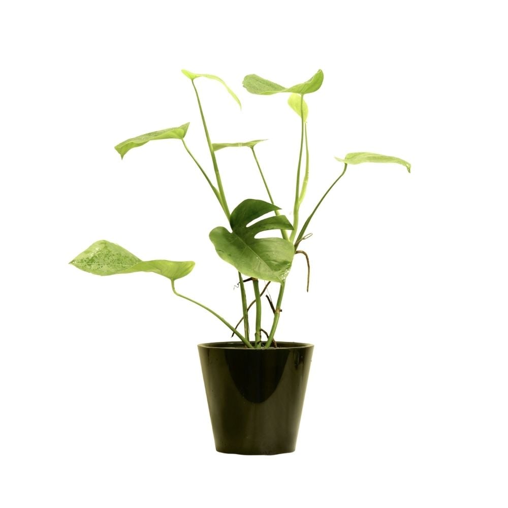 Մոնստերա 230