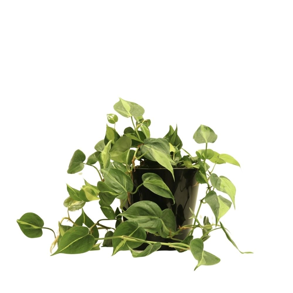 Սցինդապսուս 229