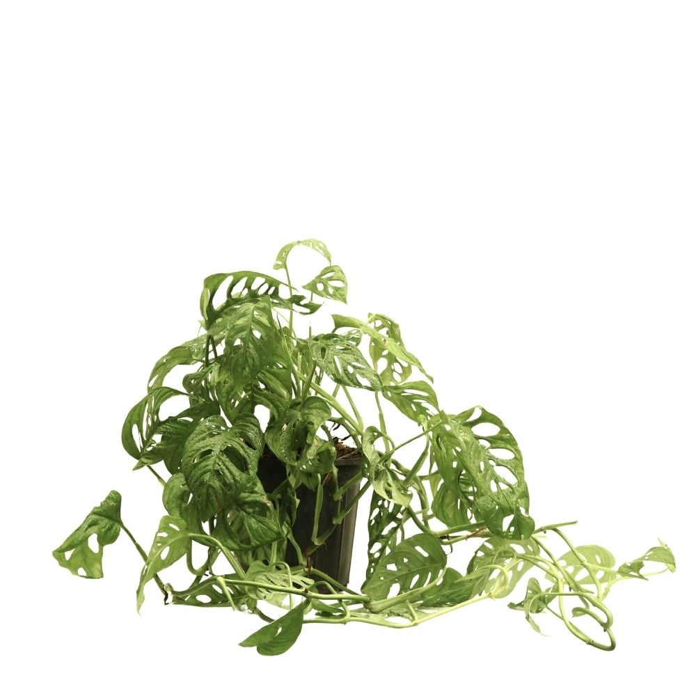 Բույս Մոնստերա Ադոնսոնի 228