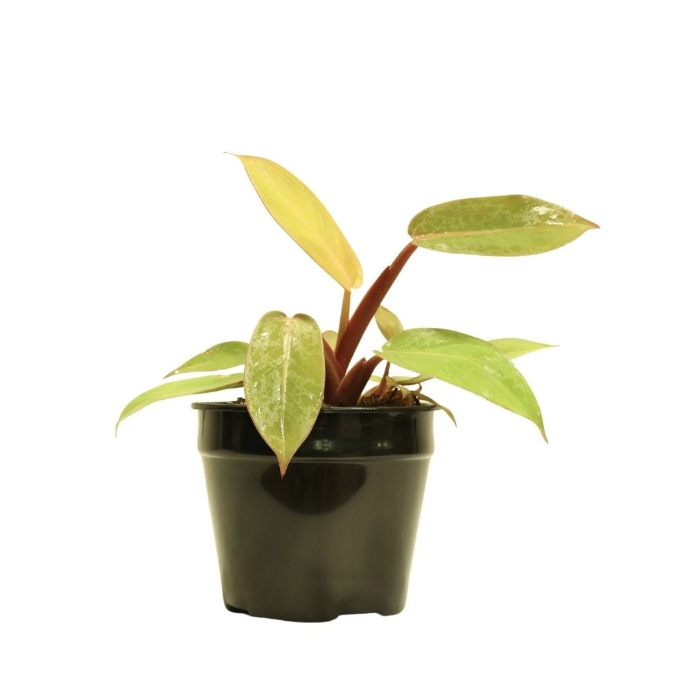 Բույս Ֆիլոդենդրոն 122