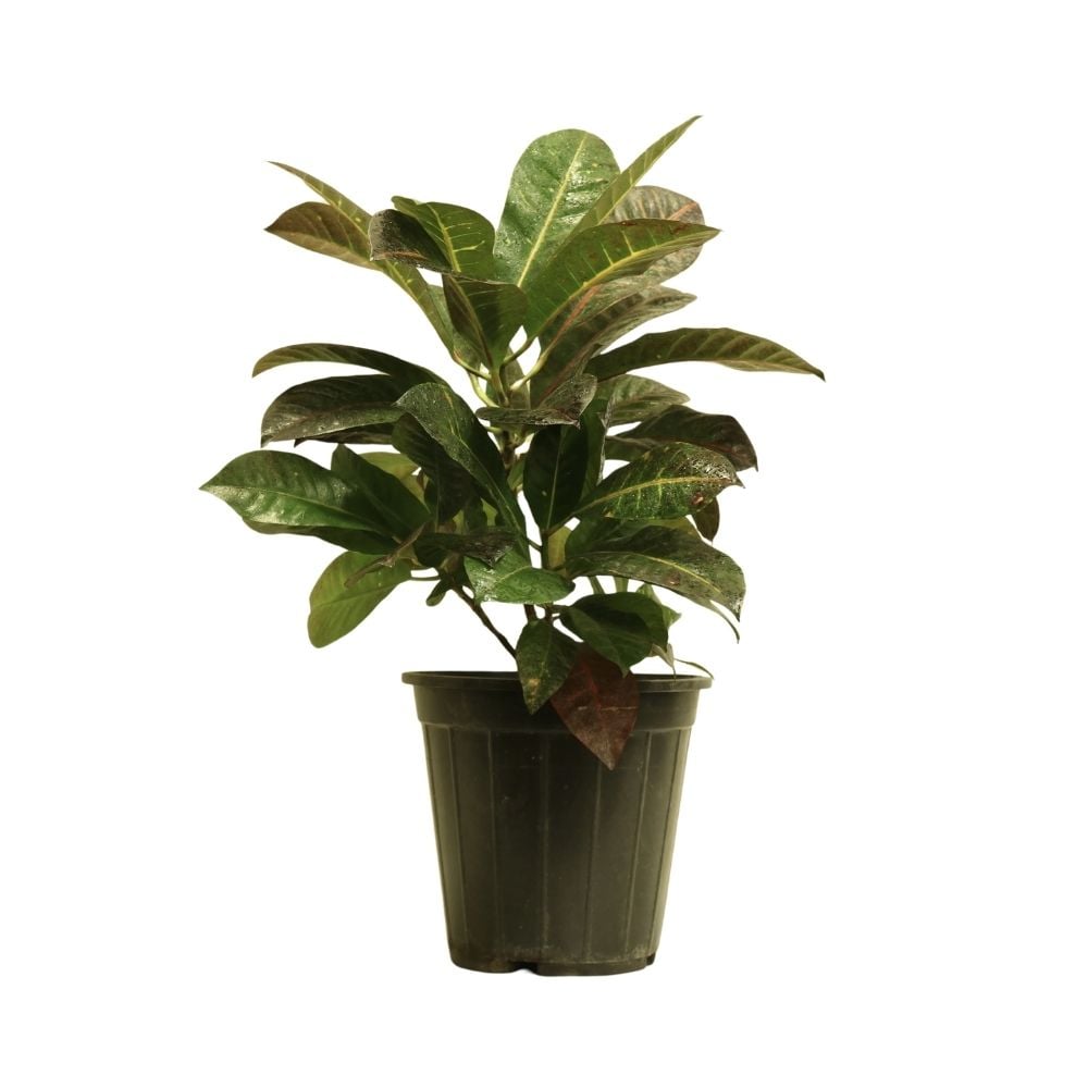 Բույս Կրոտոն 121