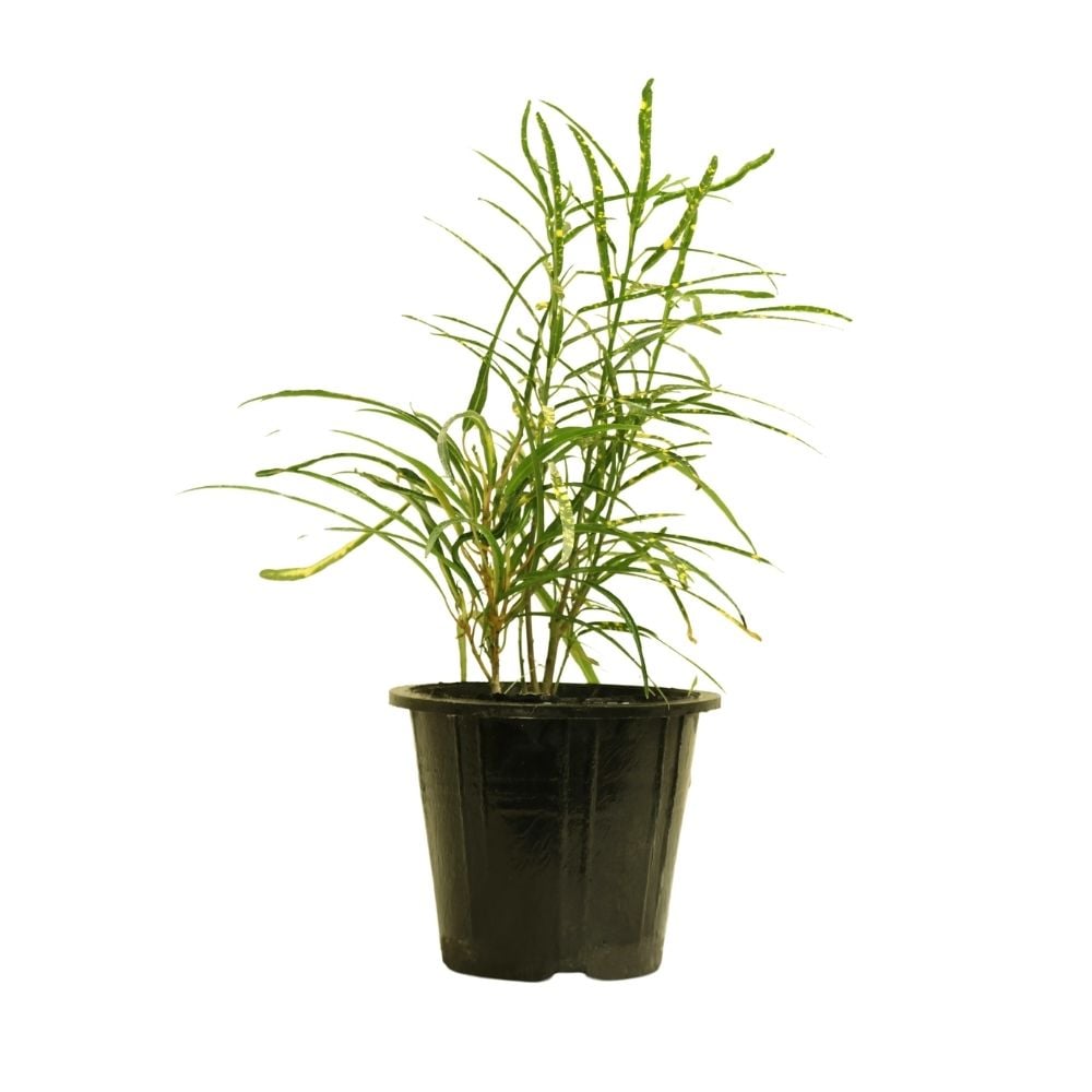 Բույս Կրոտոն Զանզիբար 118