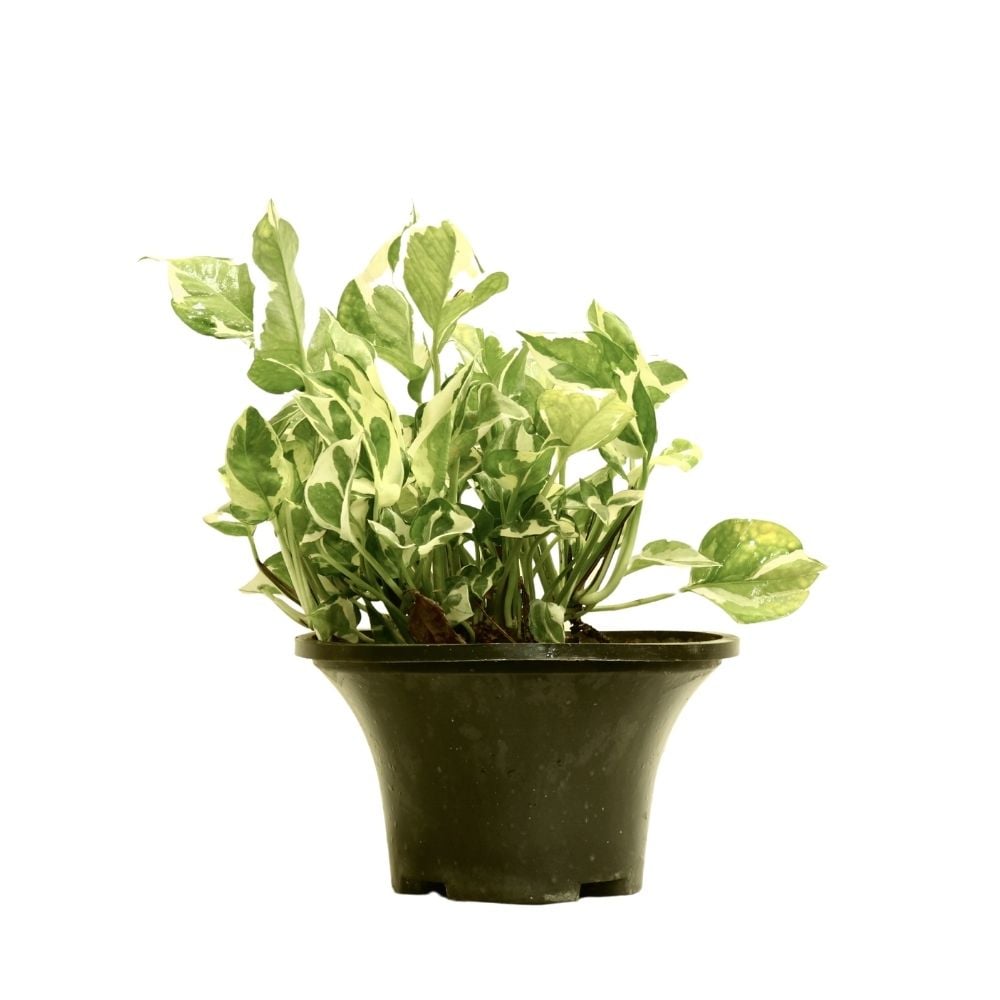 Սցինդապսուս 113