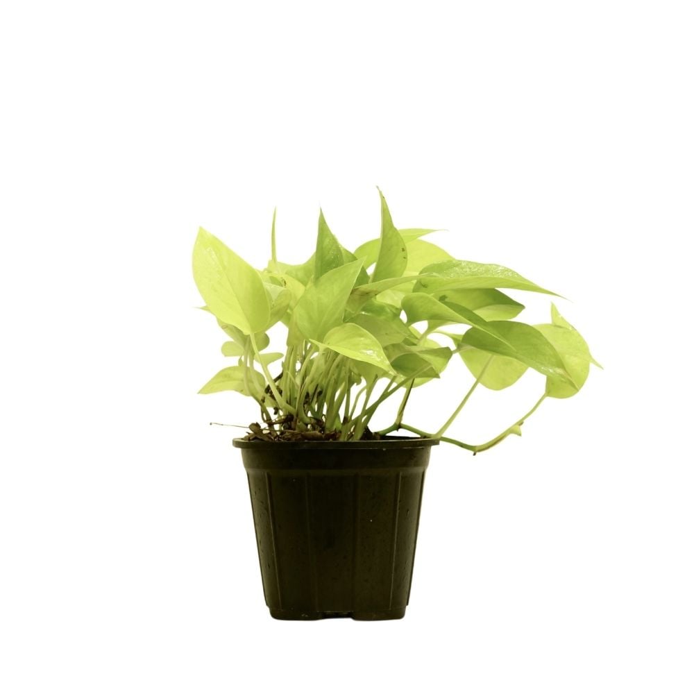 Սցինդապսուս Նեոն 112