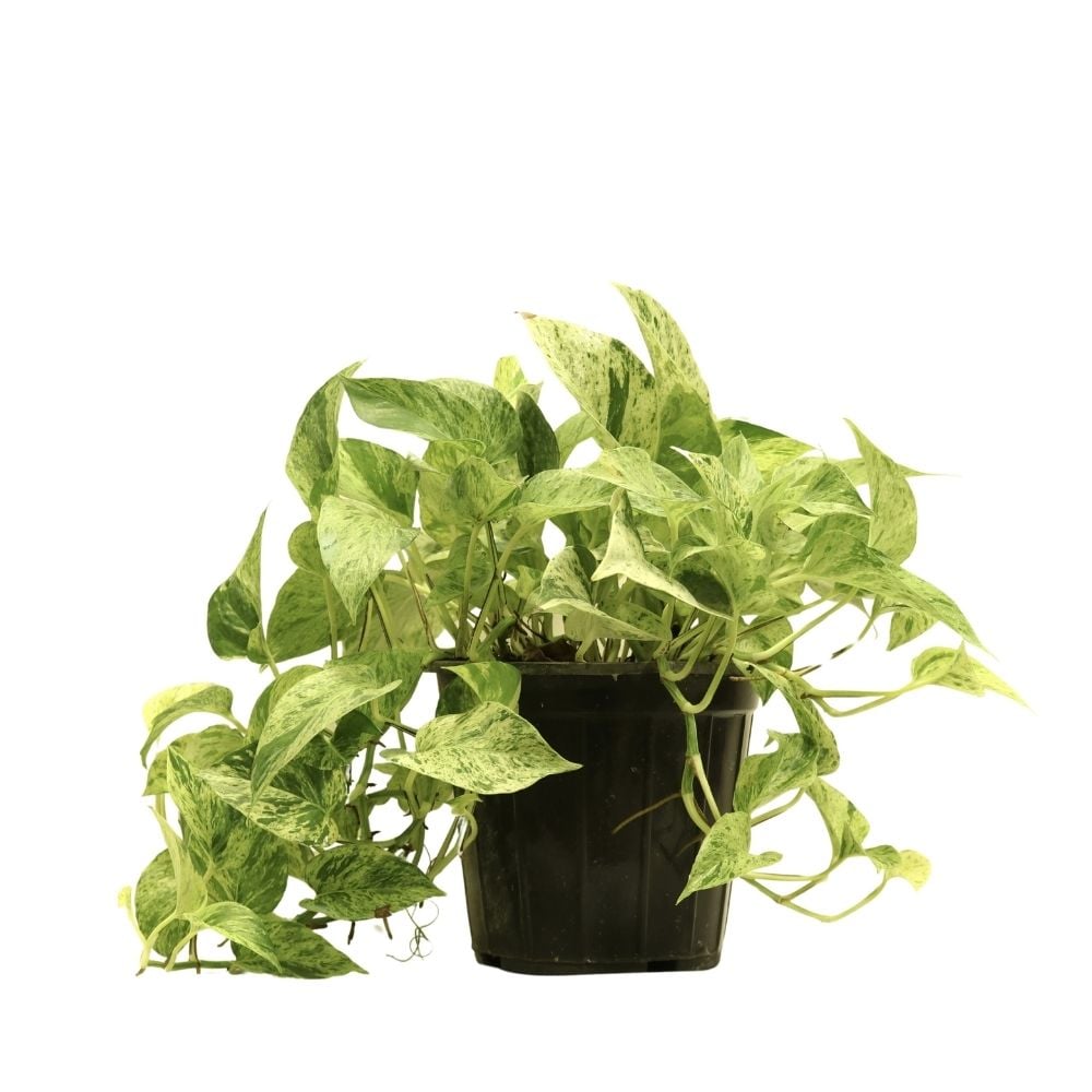 Բույս Սցինդապսուս 111