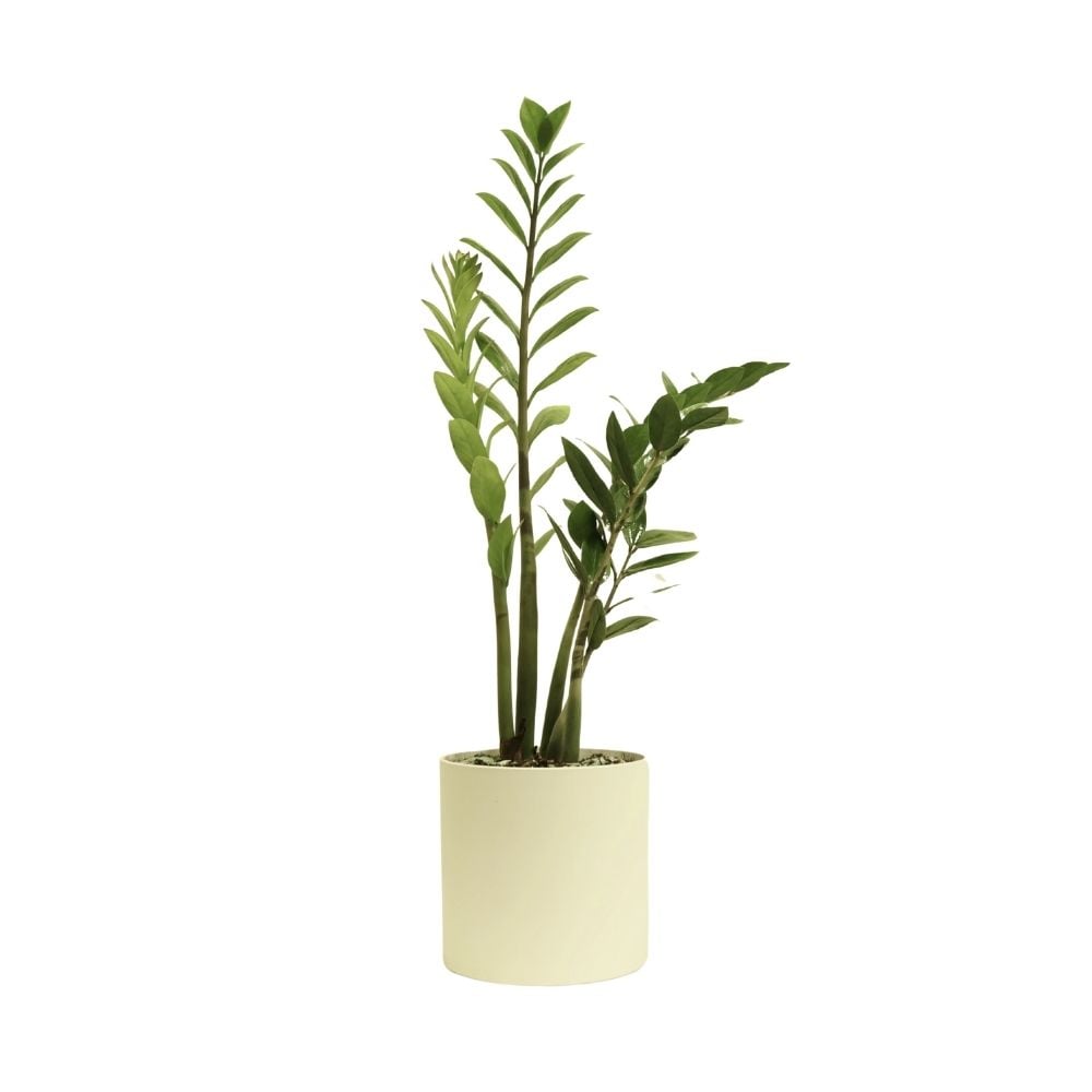 Բույս Զամիակուլկաս 099