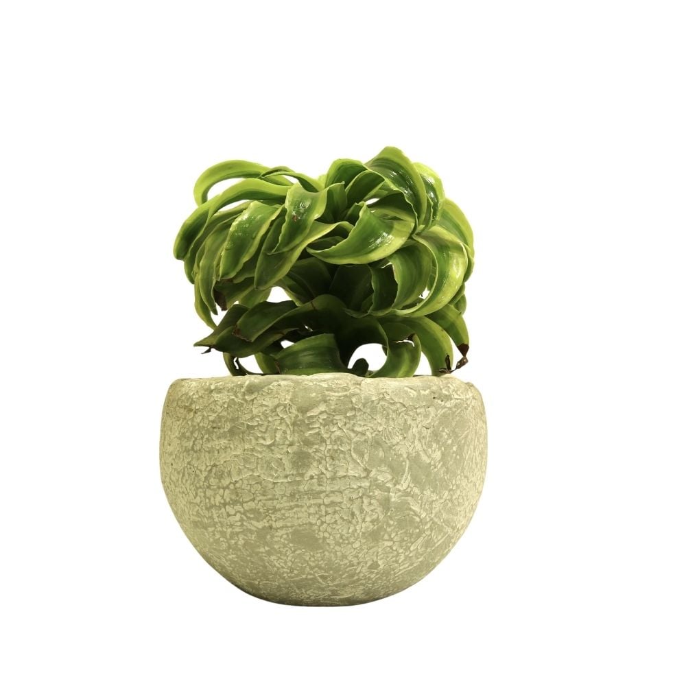 Բույս Դրացենա 96