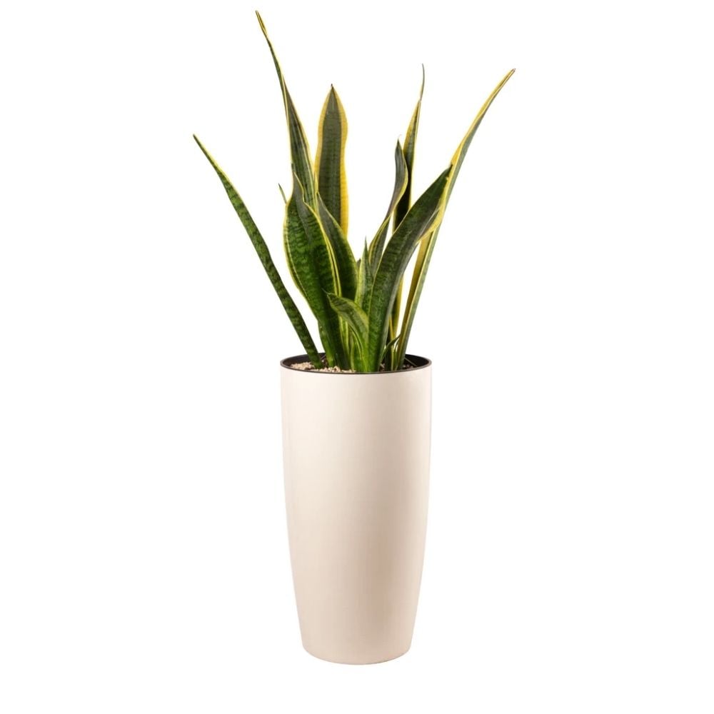 Բույս Սանսեվերիա Լաուրենտի 088