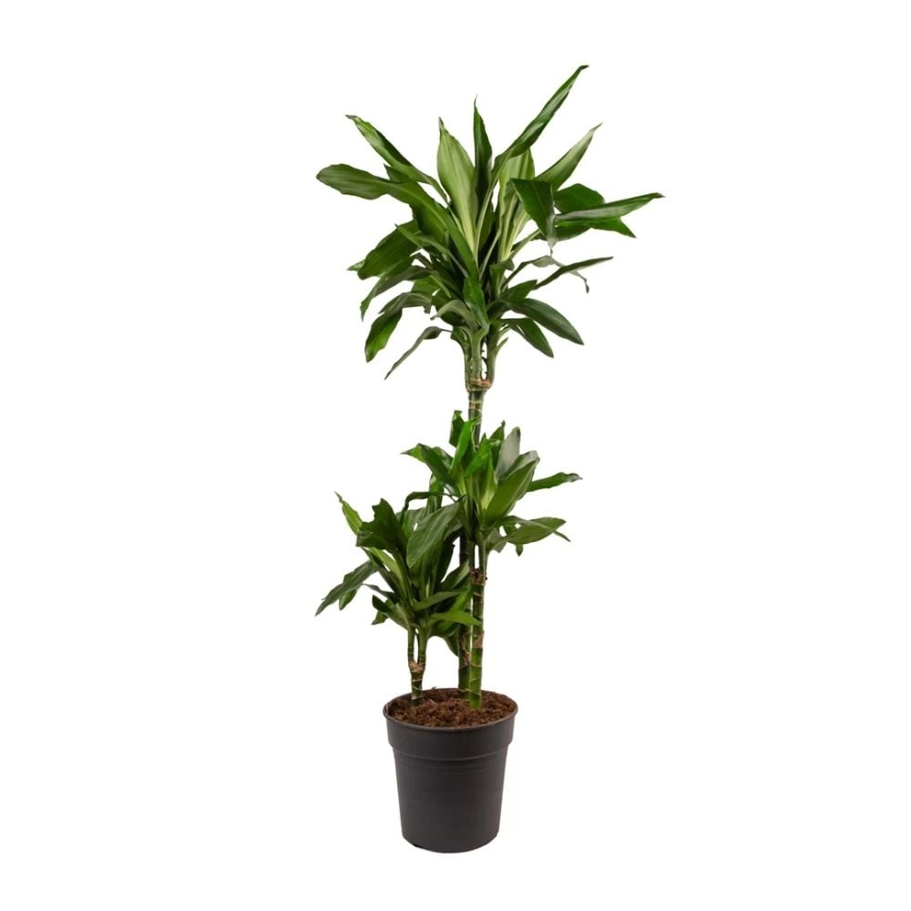 Բույս Դրացենա 084