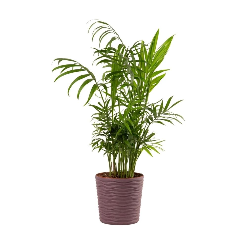 Բույս Խամեդորեա 082