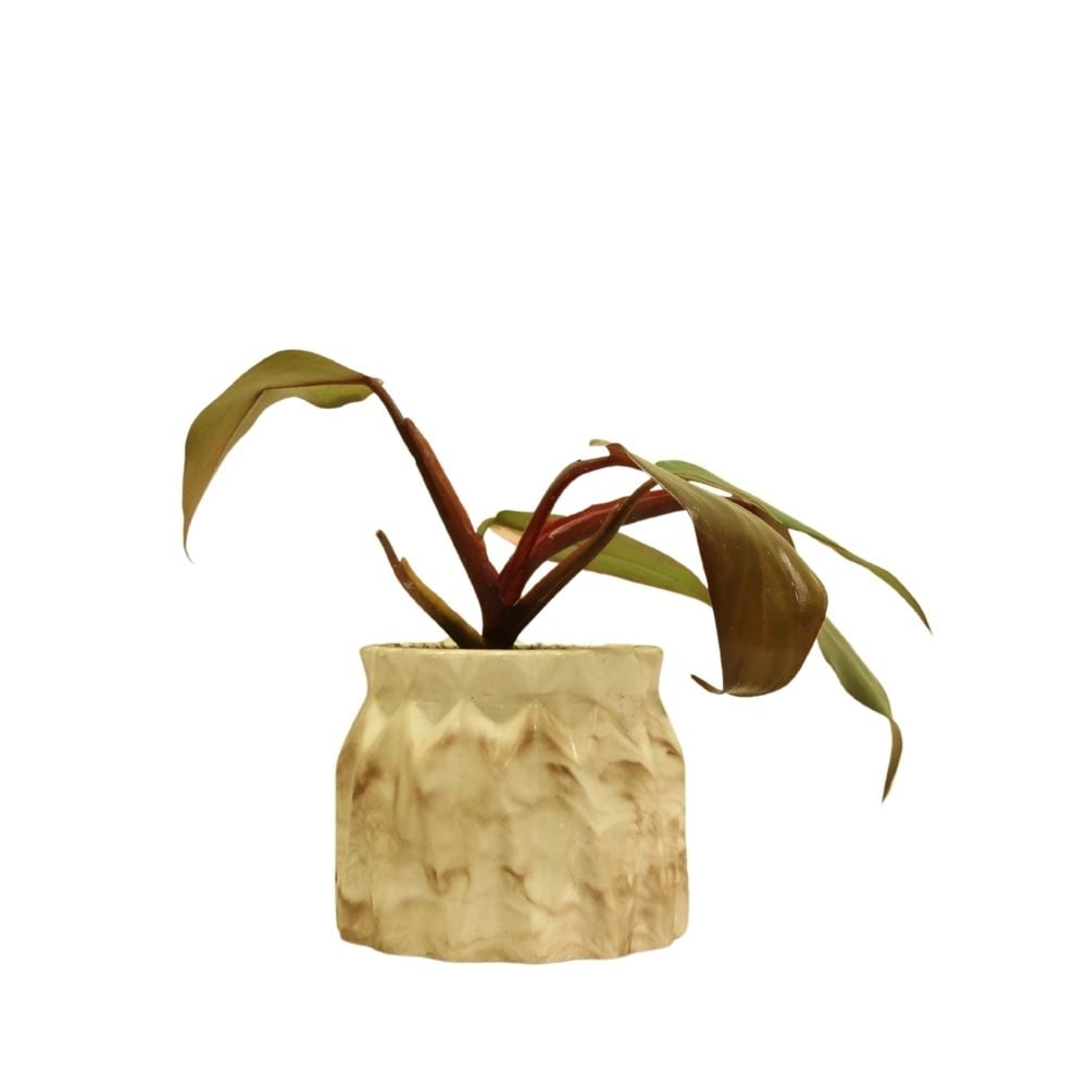 Բույս Ֆիլոդենդրոն "Pink Princess" 072