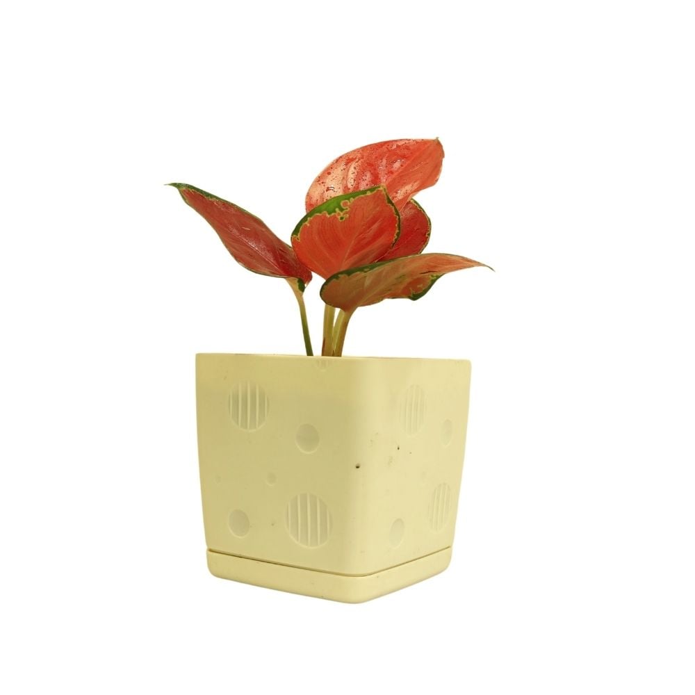 Аглаонема 071