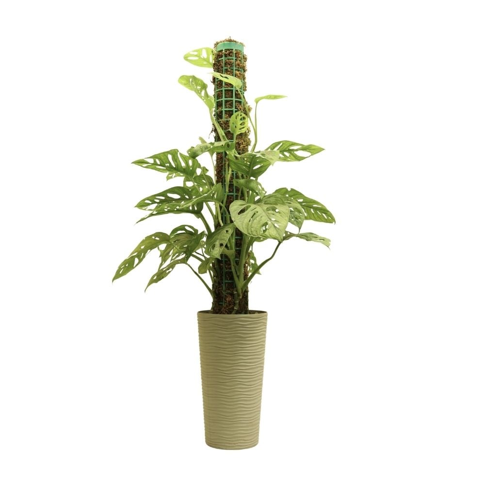 Монстера Адансона 067