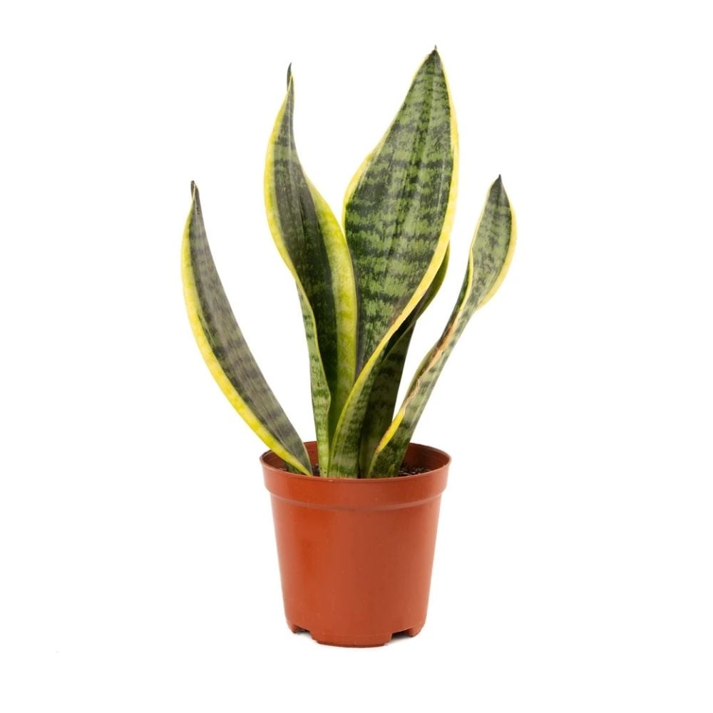 Բույս Սանսեվերիա Լաուրենտի 065