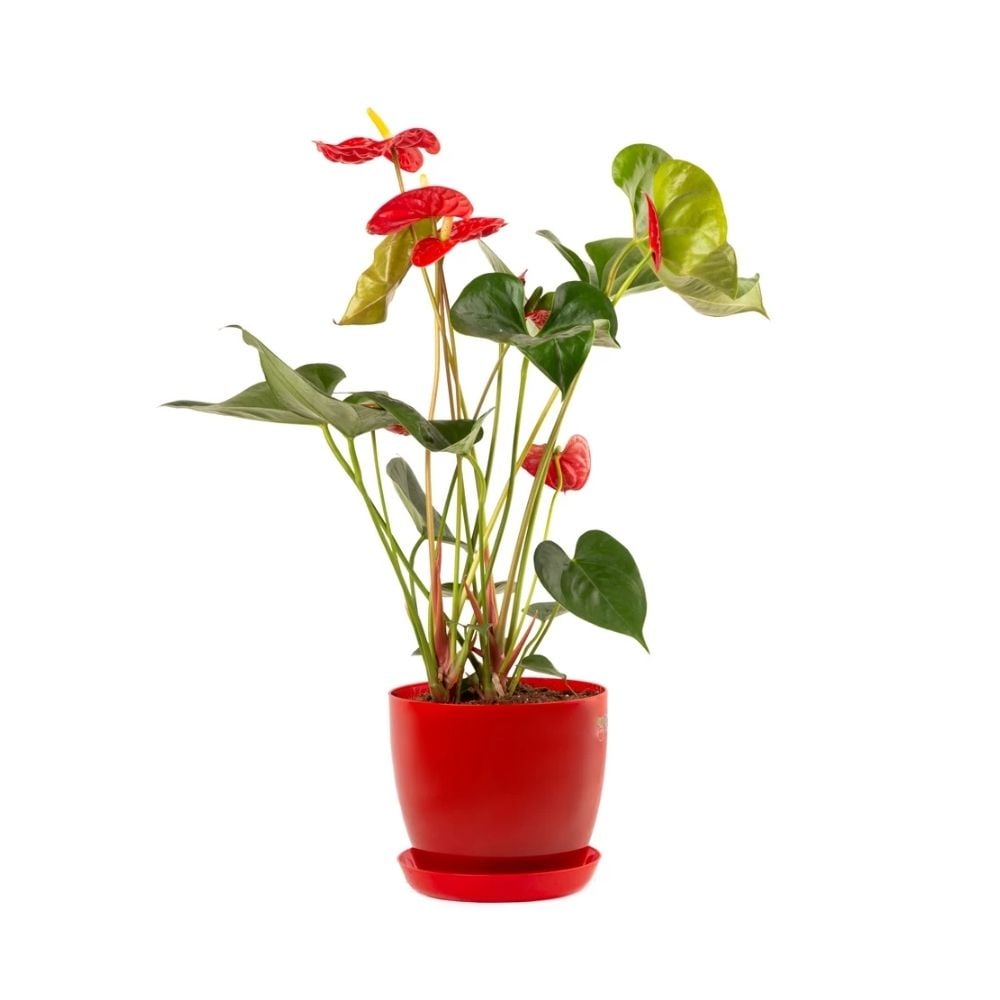 Բույս կարմիր Անթուրիում 060