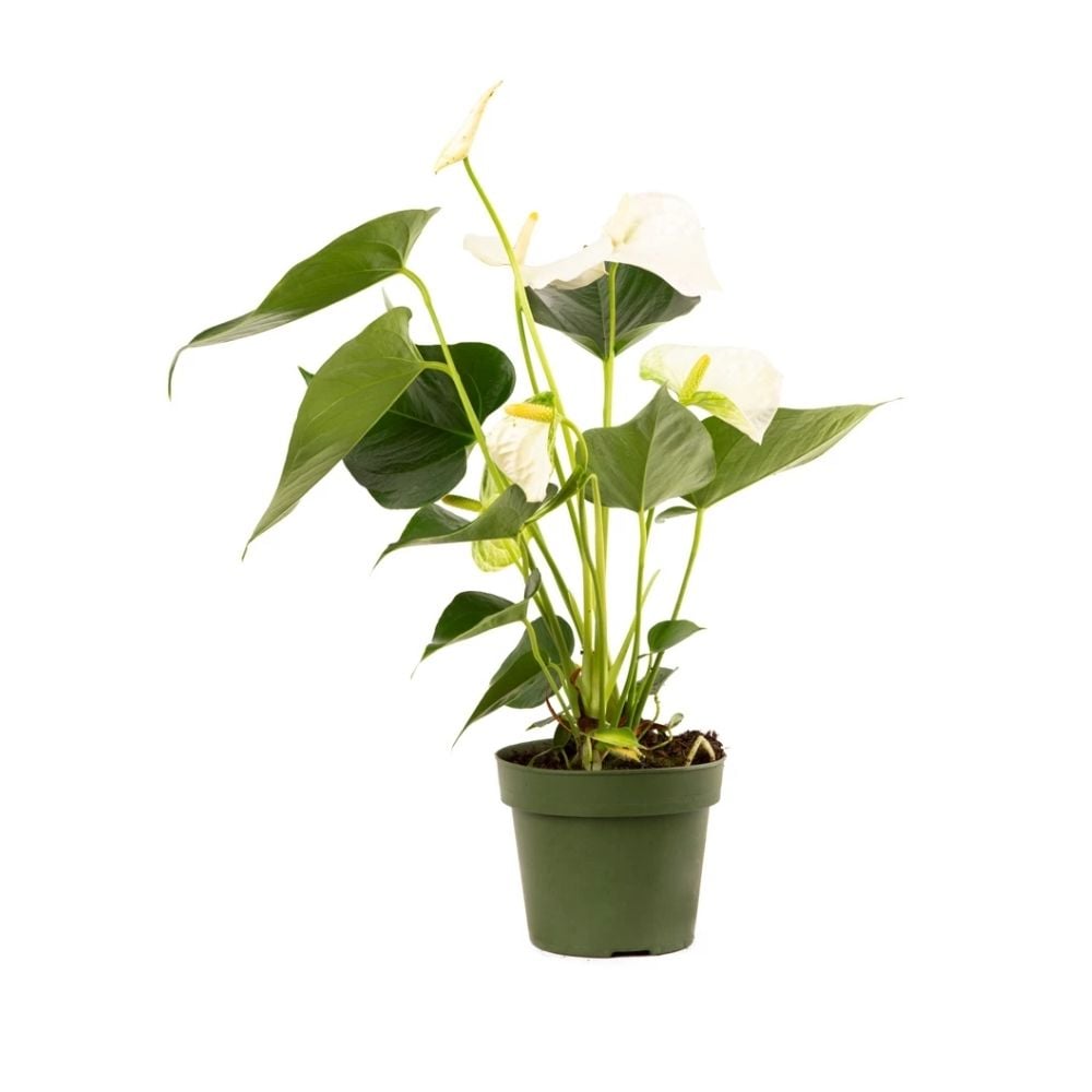 Բույս սպիտակ Անթուրիում 059