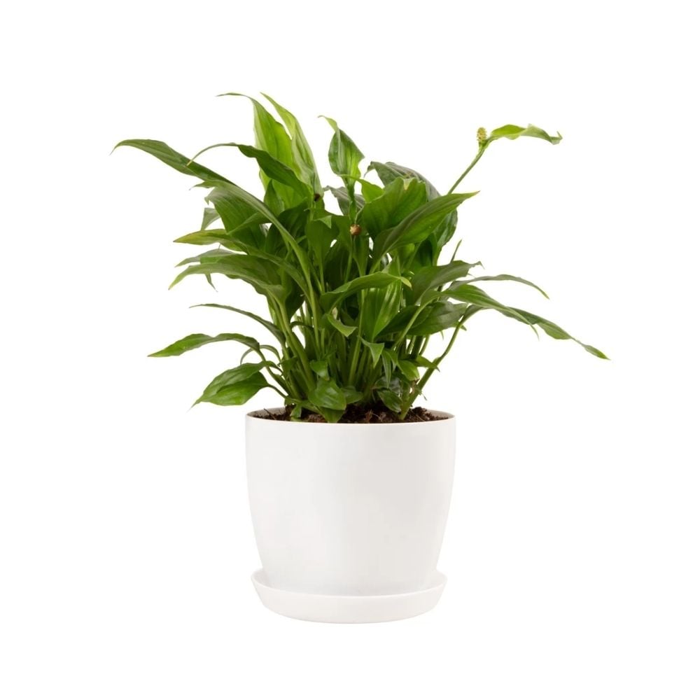 Սպատիֆիլլում 050