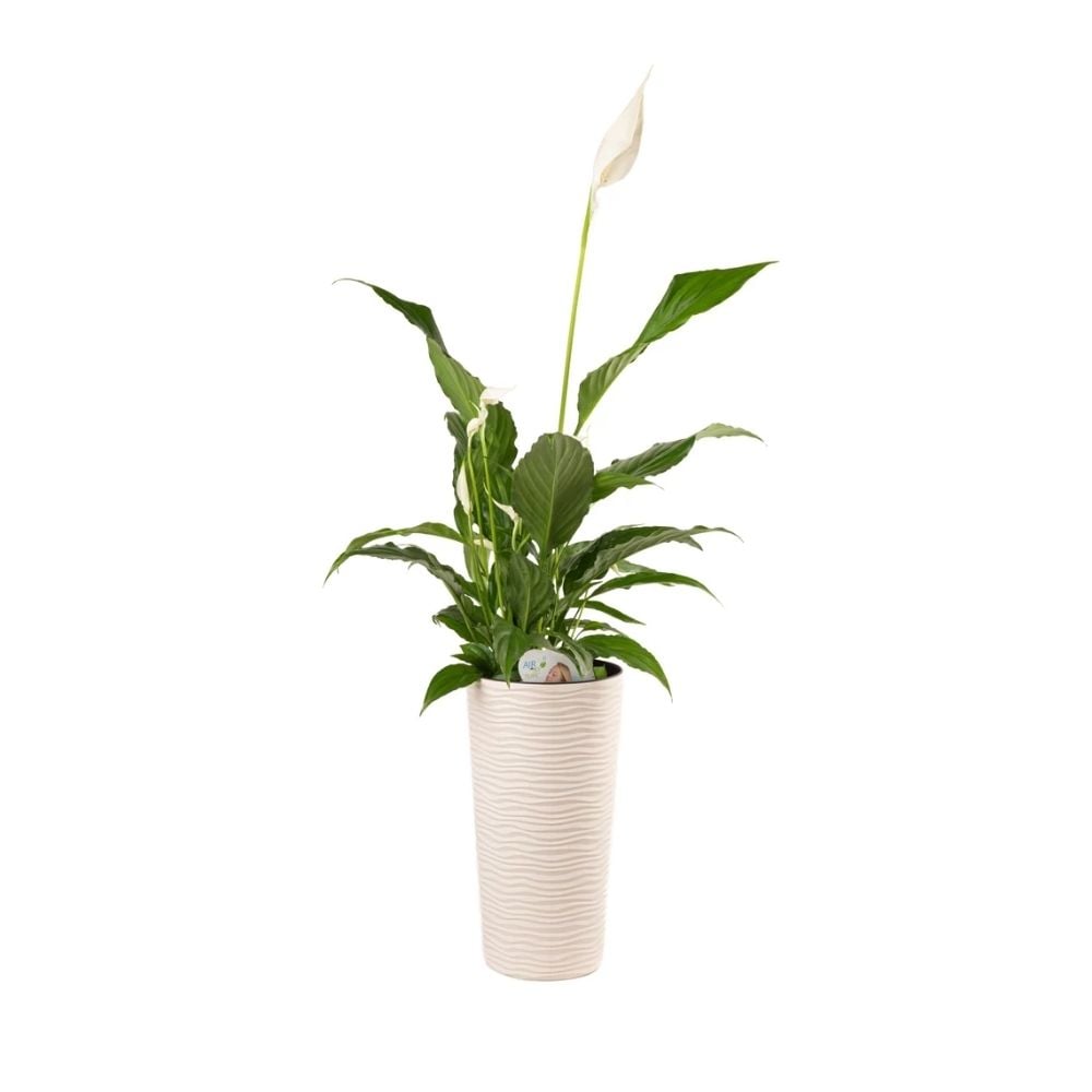 Բույս Սպատիֆիլլում 043