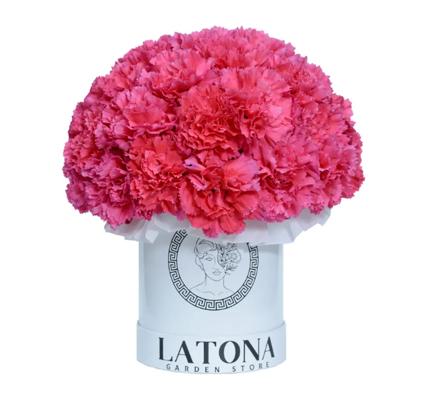 Flowers in a Box "Carmen" with pink disiantuses