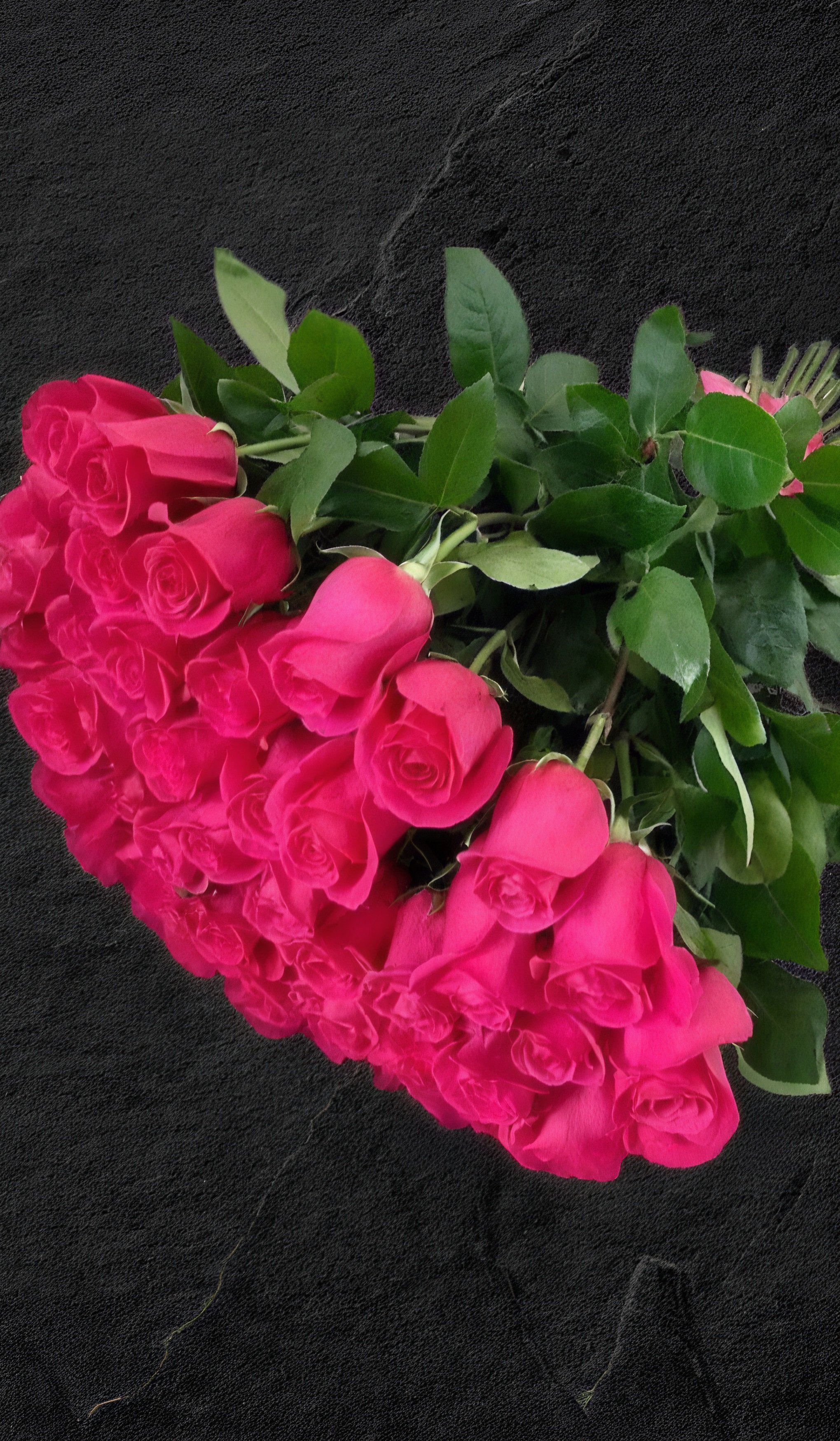 Pink Rose