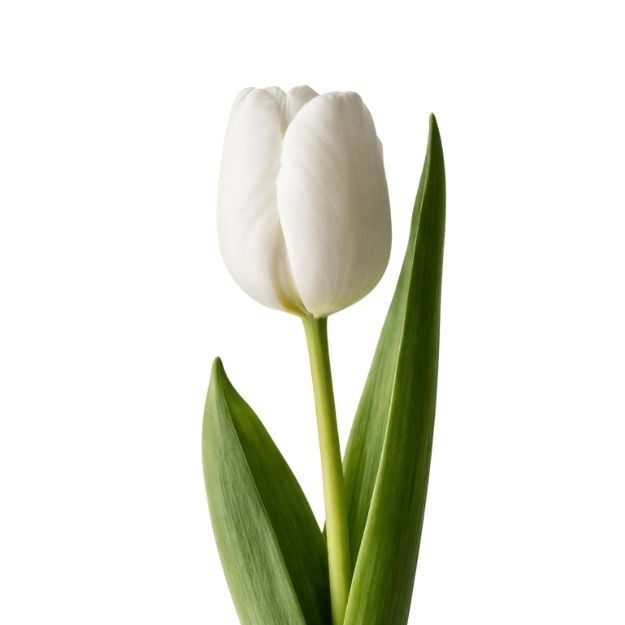 Սպիտակ կակաչ