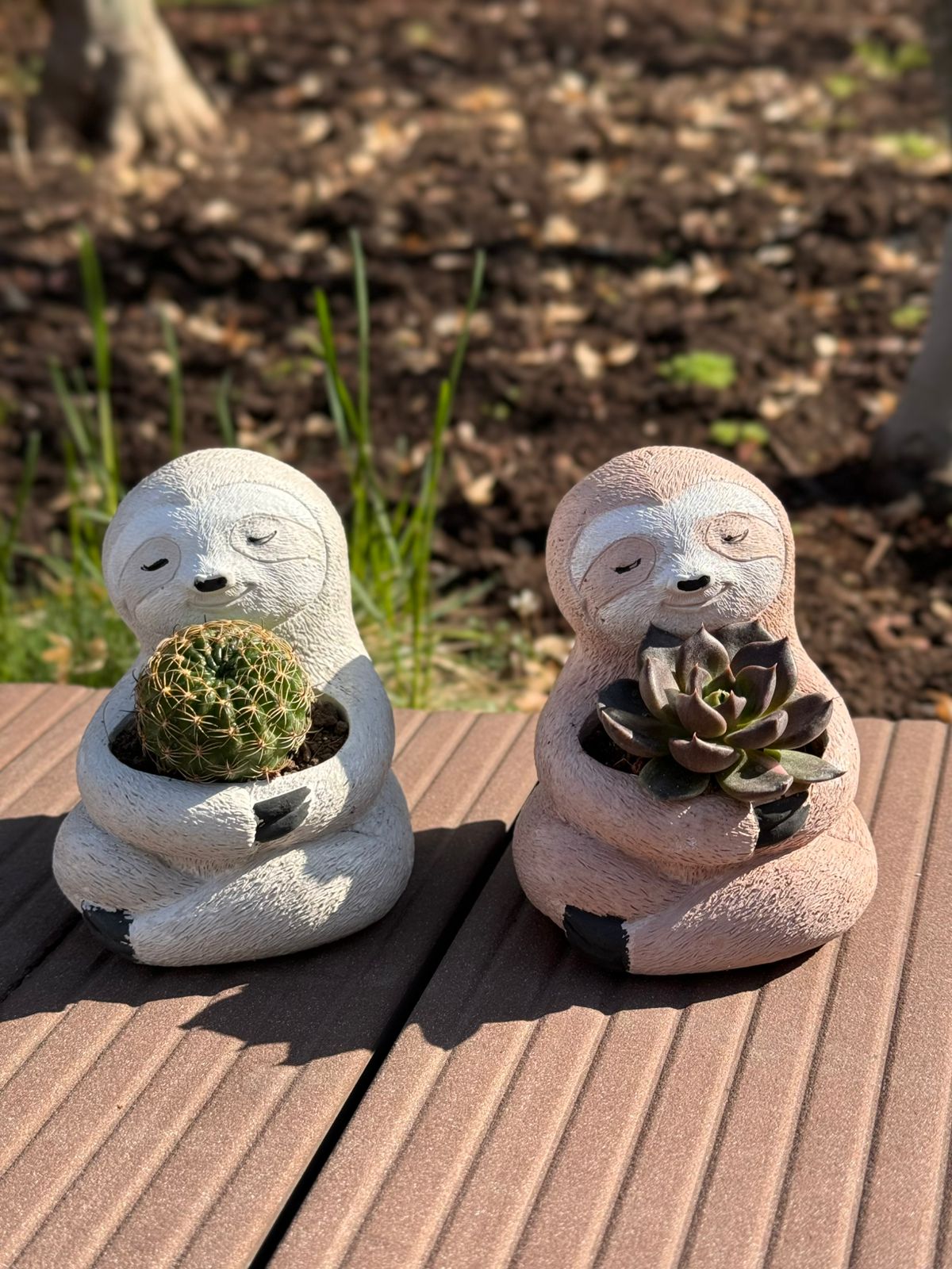 Panda - Plants Gallery