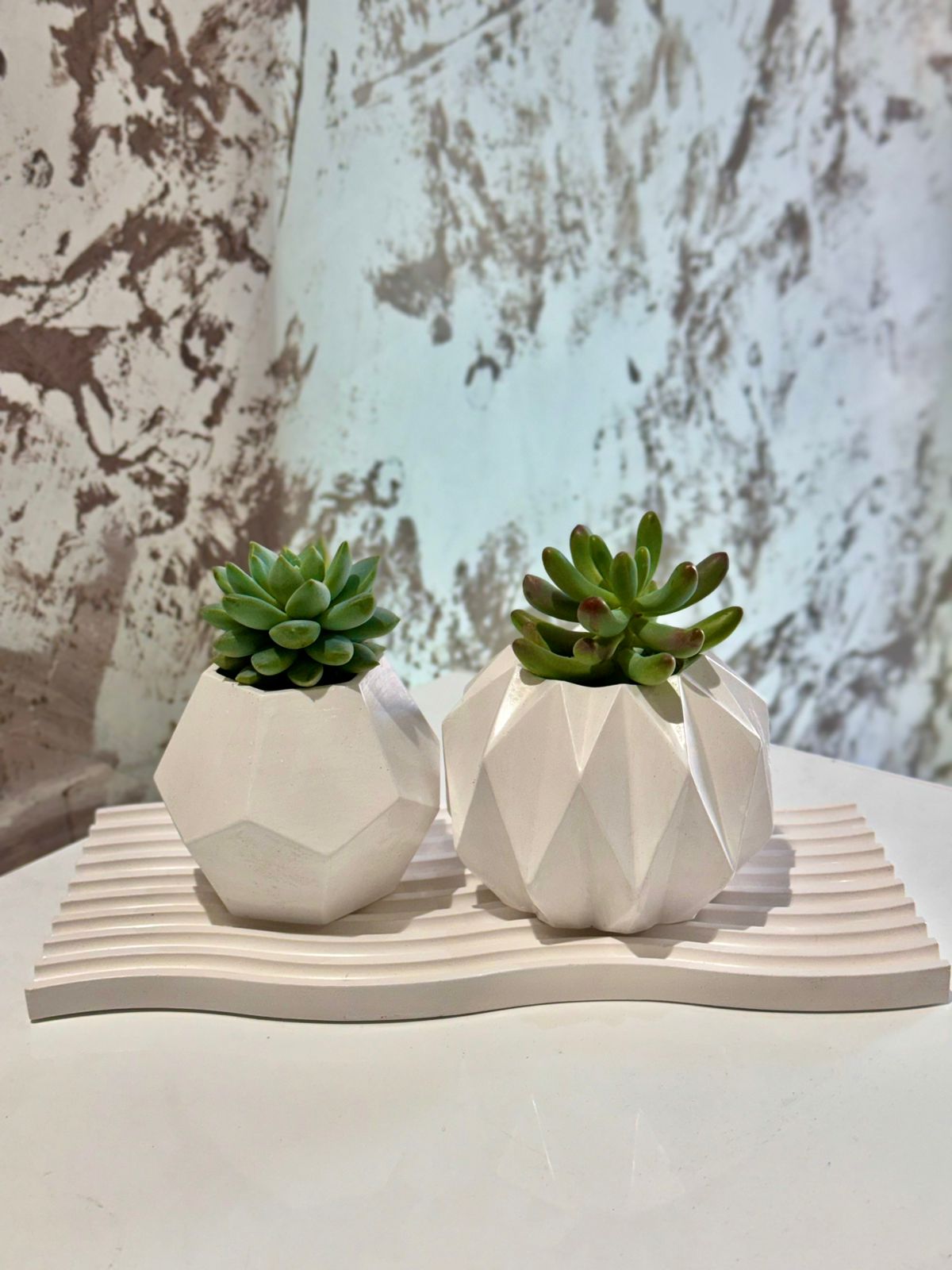 Succulent - Plants Gallery