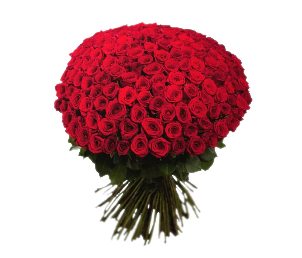 Красные голландские розы 303 шт. - Coco Fiori