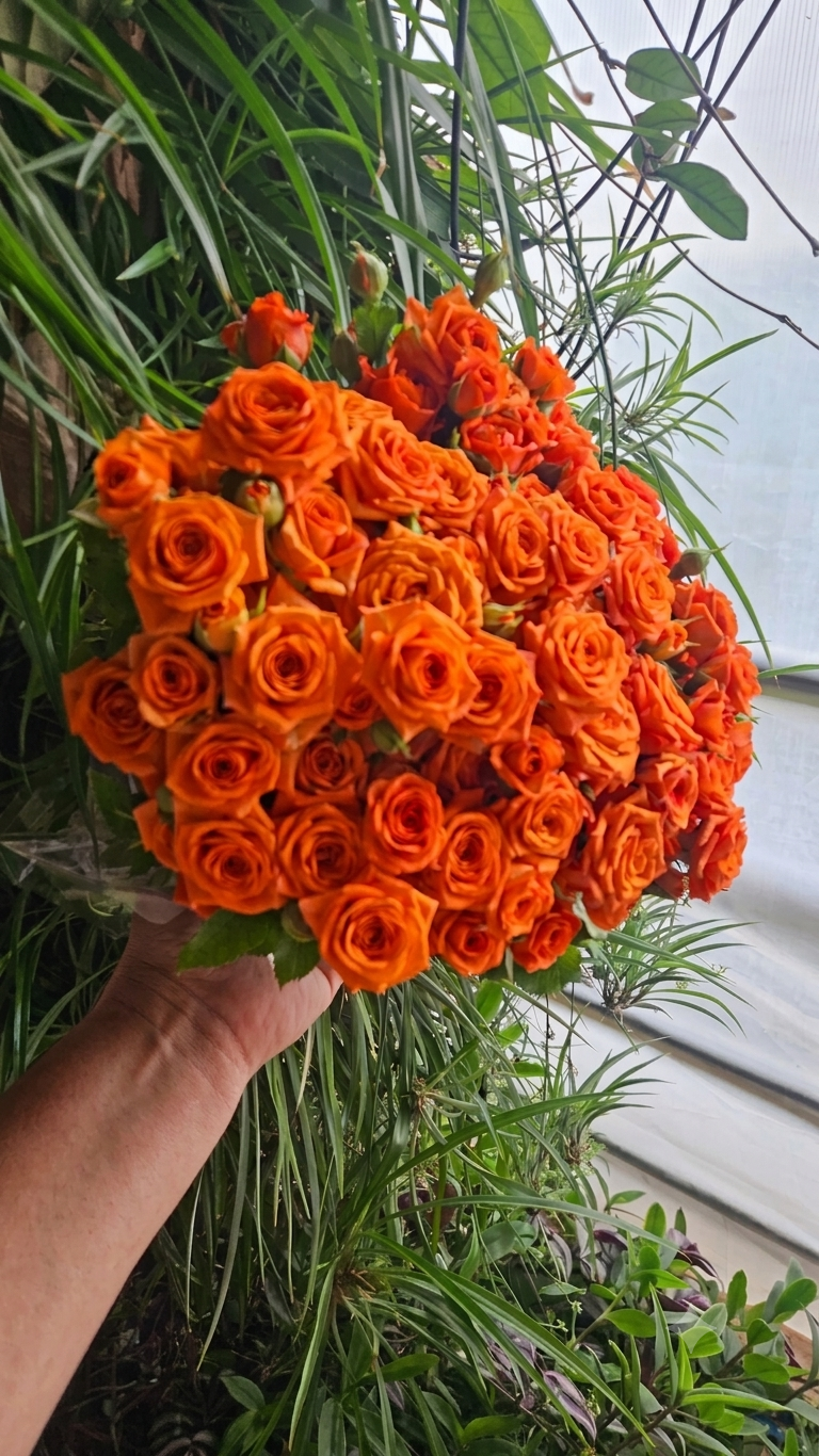 Spray roses - Vardeni