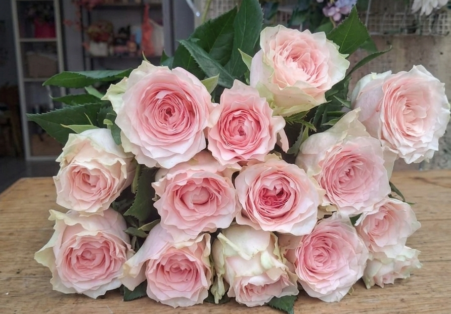 Sophie Loren bouquet of roses - Amela Rose