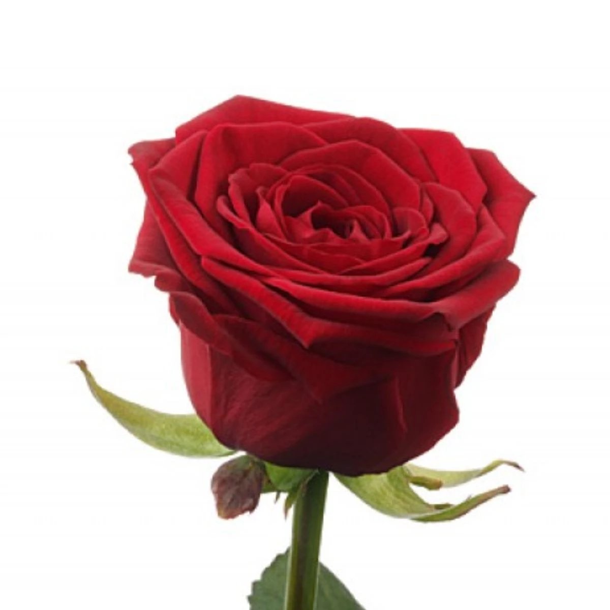 Դասական կարմիր վարդ Ռեդ Նաոմի