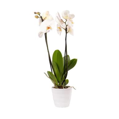 Orchid Gallery