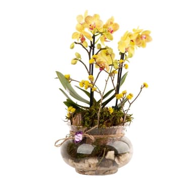 Orchid Gallery