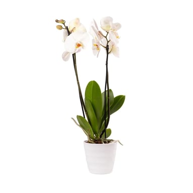 Orchid Gallery