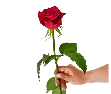 Coco Fiori